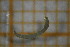  ( - OSB2JDR_Dip.MORPH-3_3)  @11 [ ] by-nc-nd (2023) Klaudyna Królikowska University of Lodz, Faculty of Biology and Environmental Protection