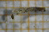  ( - OSB2JDR_Tri.MORPH-2_1)  @11 [ ] by-nc-nd (2023) Klaudyna Królikowska University of Lodz, Faculty of Biology and Environmental Protection