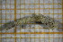  ( - OSB2JDR_Tri.MORPH-2_5)  @11 [ ] by-nc-nd (2023) Klaudyna Królikowska University of Lodz, Faculty of Biology and Environmental Protection