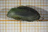  ( - OSB3IDR_Biv.MORPH-3_2)  @11 [ ] by-nc-nd (2023) Klaudyna Królikowska University of Lodz, Faculty of Biology and Environmental Protection