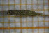  ( - OSB3JDR_Tri.MORPH-1_3)  @11 [ ] by-nc-nd (2023) Klaudyna Królikowska University of Lodz, Faculty of Biology and Environmental Protection