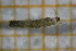  ( - OSB3JDR_Tri.MORPH-1_4)  @11 [ ] by-nc-nd (2023) Klaudyna Królikowska University of Lodz, Faculty of Biology and Environmental Protection