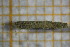  ( - OSB3JDR_Tri.MORPH-1_5)  @11 [ ] by-nc-nd (2023) Klaudyna Królikowska University of Lodz, Faculty of Biology and Environmental Protection