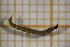  ( - OSC07_Dip.MORPH-2_1)  @11 [ ] by-nc-nd (2023) Klaudyna Królikowska University of Lodz, Faculty of Biology and Environmental Protection