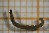  ( - OSC07_Dip.MORPH-2_4)  @11 [ ] by-nc-nd (2023) Klaudyna Królikowska University of Lodz, Faculty of Biology and Environmental Protection