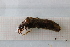  ( - OSC07_Tri.MORPH-2_1)  @11 [ ] by-nc-nd (2023) Klaudyna Królikowska University of Lodz, Faculty of Biology and Environmental Protection