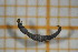  ( - OSC08_Dip.MORPH-4_1)  @11 [ ] by-nc-nd (2023) Klaudyna Królikowska University of Lodz, Faculty of Biology and Environmental Protection