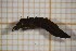  ( - OSC09_Dip.MORPH-2_2)  @11 [ ] by-nc-nd (2023) Klaudyna Królikowska University of Lodz, Faculty of Biology and Environmental Protection