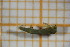  ( - OSC11_Dip.MORPH-1_4)  @11 [ ] by-nc-nd (2023) Klaudyna Królikowska University of Lodz, Faculty of Biology and Environmental Protection