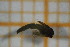  ( - OSC11_Dip.MORPH-2_2)  @11 [ ] by-nc-nd (2023) Klaudyna Królikowska University of Lodz, Faculty of Biology and Environmental Protection