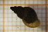  ( - OSC11_Gas.MORPH-1_1)  @11 [ ] by-nc-nd (2023) Klaudyna Królikowska University of Lodz, Faculty of Biology and Environmental Protection