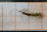  ( - OSC12_Odo.MORPH-3_1)  @11 [ ] by-nc-nd (2023) Klaudyna Królikowska University of Lodz, Faculty of Biology and Environmental Protection