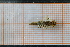  ( - OSC12_Odo.MORPH-3_3)  @11 [ ] by-nc-nd (2023) Klaudyna Królikowska University of Lodz, Faculty of Biology and Environmental Protection