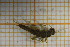  ( - OSC13_Ple.MORPH-3_4)  @11 [ ] by-nc-nd (2023) Klaudyna Królikowska University of Lodz, Faculty of Biology and Environmental Protection