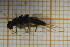  ( - OSC13_Ple.MORPH-3_5)  @11 [ ] by-nc-nd (2023) Klaudyna Królikowska University of Lodz, Faculty of Biology and Environmental Protection