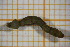  ( - OSC16_Dip.MORPH-3_5)  @11 [ ] by-nc-nd (2023) Klaudyna Królikowska University of Lodz, Faculty of Biology and Environmental Protection