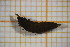  ( - OSC16_Dip.MORPH-4_5)  @11 [ ] by-nc-nd (2023) Klaudyna Królikowska University of Lodz, Faculty of Biology and Environmental Protection