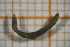  ( - OSC16_Dip.MORPH-6_1)  @11 [ ] by-nc-nd (2023) Klaudyna Królikowska University of Lodz, Faculty of Biology and Environmental Protection