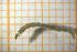  ( - OSC17_Dip.MORPH-1_1)  @11 [ ] CreativeCommons Attribution (2023) Dept Invertebrate Zoology and Hydrobiology, University of Lodz University of Lodz