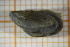  ( - OSS02_Biv.MORPH-2_2)  @11 [ ] by-nc-nd (2023) Klaudyna Królikowska University of Lodz, Faculty of Biology and Environmental Protection