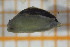  ( - OSS02_Biv.MORPH-2_4)  @11 [ ] by-nc-nd (2023) Klaudyna Królikowska University of Lodz, Faculty of Biology and Environmental Protection