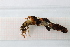  ( - OSS02_Tri.MORPH-1_1)  @11 [ ] by-nc-nd (2023) Klaudyna Królikowska University of Lodz, Faculty of Biology and Environmental Protection