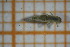  ( - OSS03_Eph.MORPH-1_4)  @11 [ ] by-nc-nd (2023) Klaudyna Królikowska University of Lodz, Faculty of Biology and Environmental Protection