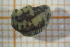  ( - OSS04_Hir.MORPH-1_1)  @11 [ ] by-nc-nd (2023) Klaudyna Królikowska University of Lodz, Faculty of Biology and Environmental Protection