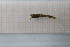  ( - OSS04_Tri.MORPH-2_2)  @11 [ ] by-nc-nd (2023) Klaudyna Królikowska University of Lodz, Faculty of Biology and Environmental Protection