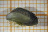  ( - OSS06_Biv.MORPH-1_2)  @11 [ ] by-nc-nd (2023) Klaudyna Królikowska University of Lodz, Faculty of Biology and Environmental Protection