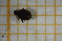  ( - OSS06_Col.MORPH-6_2)  @11 [ ] by-nc-nd (2023) Klaudyna Królikowska University of Lodz, Faculty of Biology and Environmental Protection
