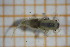  ( - OSS06_Eph.MORPH-1_2)  @11 [ ] by-nc-nd (2023) Klaudyna Królikowska University of Lodz, Faculty of Biology and Environmental Protection