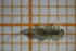 ( - OSS06_Eph.MORPH-1_4)  @11 [ ] by-nc-nd (2023) Klaudyna Królikowska University of Lodz, Faculty of Biology and Environmental Protection