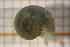  (Gyraulus sp - OSS06_Gas.MORPH-5_1)  @11 [ ] by-nc-nd (2023) Klaudyna Królikowska University of Lodz, Faculty of Biology and Environmental Protection
