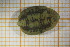  ( - OSS06_Hir.MORPH-3_1)  @11 [ ] by-nc-nd (2023) Klaudyna Królikowska University of Lodz, Faculty of Biology and Environmental Protection