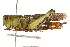  (Chortophaga austrailor - RBMIS-0382)  @11 [ ] CreativeCommons - Attribution (2009) Unspecified Centre for Biodiversity Genomics