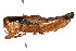  (Melanoplus scudderi - RBMIS-0406)  @14 [ ] CreativeCommons - Attribution (2009) Unspecified Centre for Biodiversity Genomics