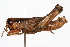  ( - RBMIS-0409)  @14 [ ] CreativeCommons - Attribution (2009) Unspecified Centre for Biodiversity Genomics