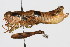  ( - RBMIS-0418)  @11 [ ] CreativeCommons - Attribution (2009) Unspecified Centre for Biodiversity Genomics