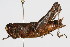  ( - RBMIS-0424)  @15 [ ] CreativeCommons - Attribution (2009) Unspecified Centre for Biodiversity Genomics