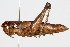  ( - RBMIS-0452)  @11 [ ] CreativeCommons - Attribution (2009) Unspecified Centre for Biodiversity Genomics
