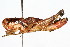 ( - RBMIS-0453)  @11 [ ] CreativeCommons - Attribution (2009) Unspecified Centre for Biodiversity Genomics