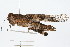  ( - RBMIS-0458)  @13 [ ] CreativeCommons - Attribution (2009) Unspecified Centre for Biodiversity Genomics