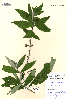  (Buddleja davidii - OMH-C17)  @11 [ ] CreativeCommons - Attribution Non-Commercial Share-Alike (2011) James Tosh Natural History Museum, London