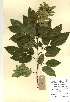  ( - FUV-CH18)  @11 [ ] CreativeCommons - Attribution Non-Commercial Share-Alike (2011) James Tosh Natural History Museum, London