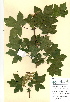  ( - FUV-CH22)  @11 [ ] CreativeCommons - Attribution Non-Commercial Share-Alike (2011) James Tosh Natural History Museum, London