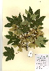 ( - FUV-CH29)  @11 [ ] CreativeCommons - Attribution Non-Commercial Share-Alike (2011) James Tosh Natural History Museum, London