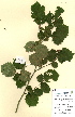  ( - FUV-CH32)  @11 [ ] CreativeCommons - Attribution Non-Commercial Share-Alike (2011) James Tosh Natural History Museum, London
