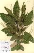  ( - FUV-CH38)  @11 [ ] CreativeCommons - Attribution Non-Commercial Share-Alike (2011) James Tosh Natural History Museum, London