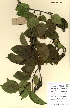  ( - FUV-CH39)  @11 [ ] CreativeCommons - Attribution Non-Commercial Share-Alike (2011) James Tosh Natural History Museum, London